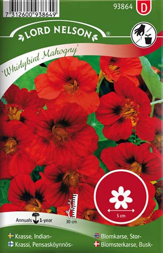 Blomsterkarse, Busk-, Whirlybird Mahogny