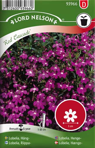 Lobelie, Hænge-, Red Cascade