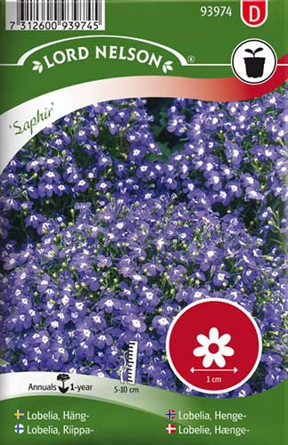 Lobelie, Hænge-, Saphir, blå