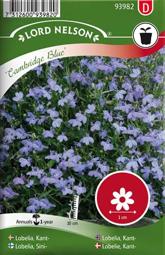 Lobelie, Kant-, Cambridge Blue