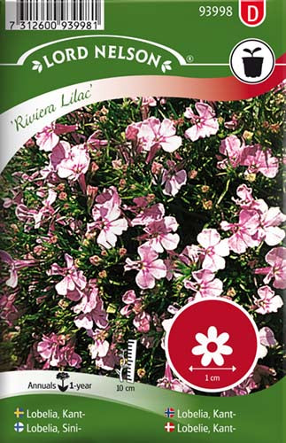 Lobelie, Kant-, Riviera Lilac, lilla