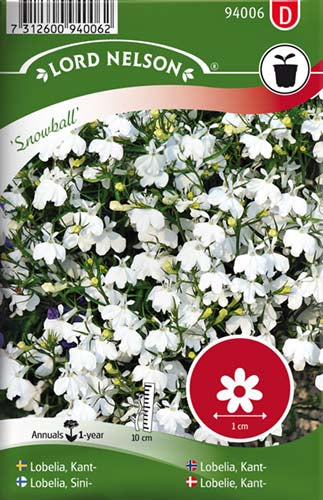 Lobelie, Kant-, Snowball, hvid