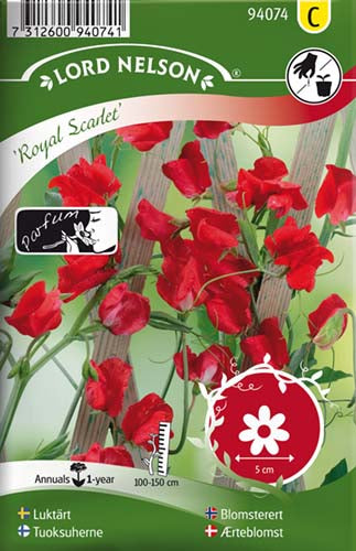 Ærteblomst, Royal Scarlet, rød