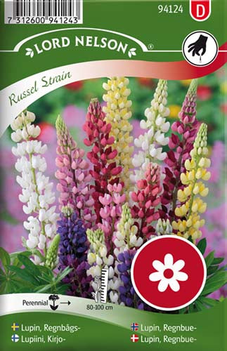 Lupin, Regnbue-, Russel Strain, høj