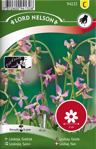 Levkøj, Nat-, lilla