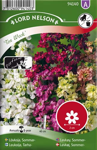 Levkøj, Sommer-, Ten Week, bl.farver