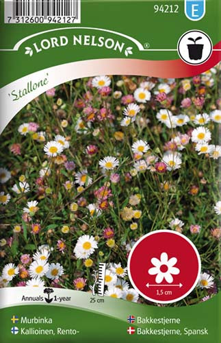 Bakkestjerne, Spansk, Stallone,hvid-rosa