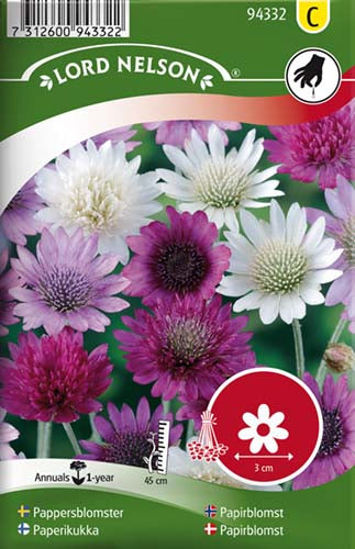 Papirblomst, Enårig, bl. farver