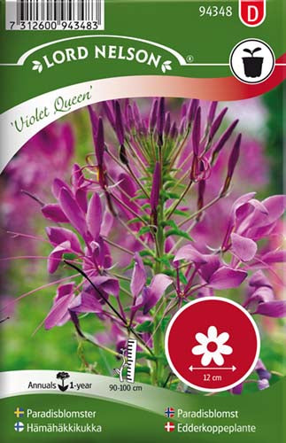 Edderkoppeplante, Violet Queen, lilla