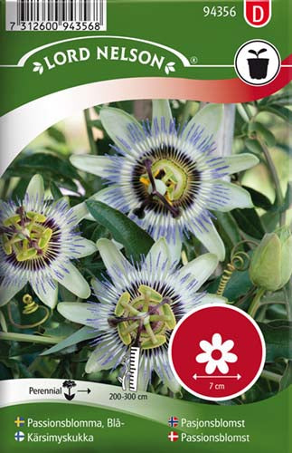 Passionsblomst, blå