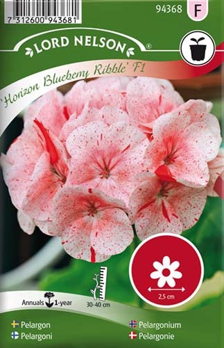 Pelargonie, Horizon Bluberry Ripple F1