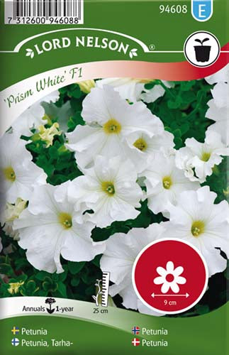 Petunia, Prism White F1, storbl.