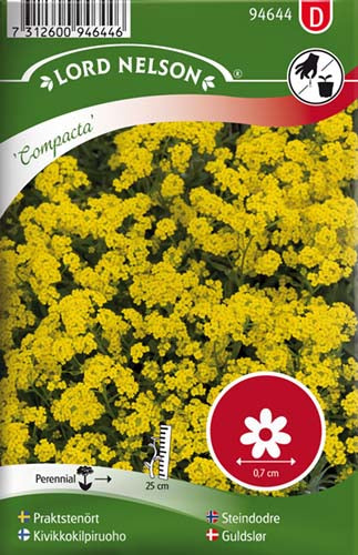 Guldslør, Alpe-, compacta, gul