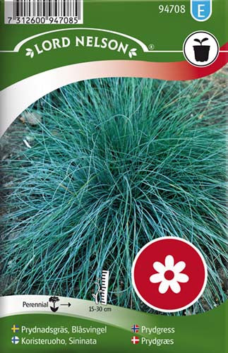 Prydgræs, Blåsvingel