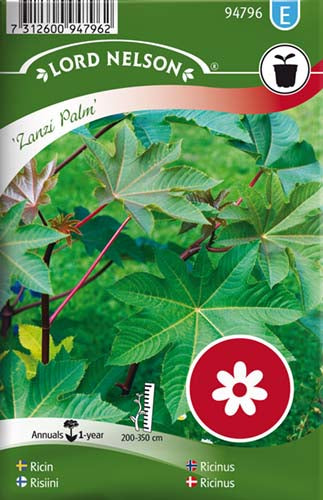 Ricinus, Zanzi Palm