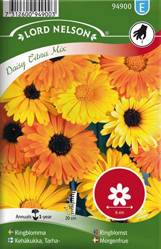 Morgenfrue, Have, Daisy Citrus Mix, lav