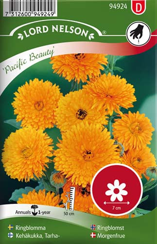 Morgenfrue, Have, Pacific Beauty