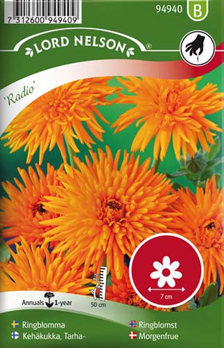 Morgenfrue, Have, Radio