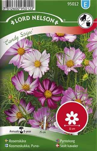 Stolt kavaler, Candy Stripe