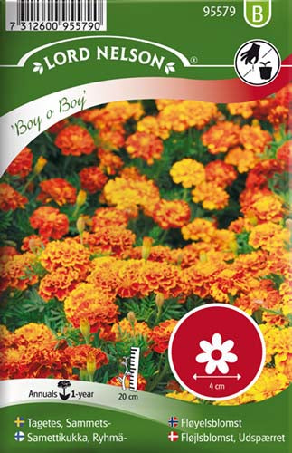 Fløjlsblomst, Udspærret, Boy o Boy