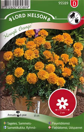 Fløjlsblomst, Udspærret, Mowgli Orange