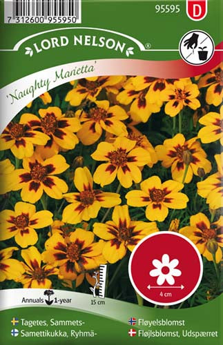 Fløjlsblomst, Udspærret, Naughty Mariett