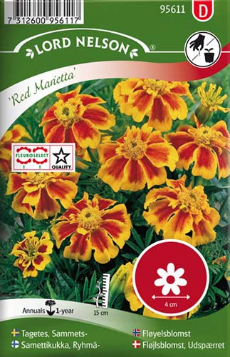 Fløjlsblomst, Udspærret, Red Marietta