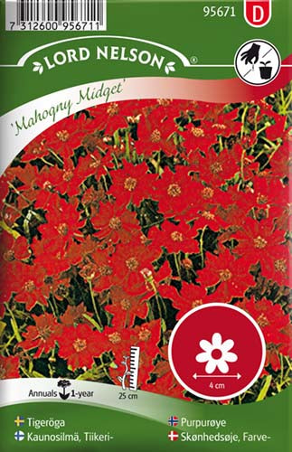 Skønhedsøje, Farve-, Mahogny Midget, rød