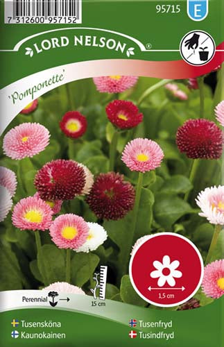 Tusindfryd, Pomponette