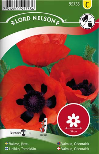 Valmue, Orientalsk, orangerød