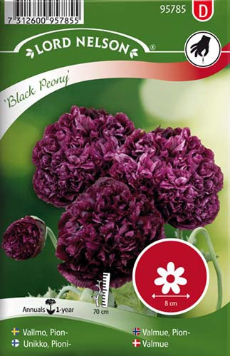 Valmue, Black Peony