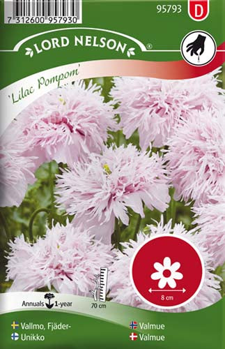 Valmue, Lilac Pompom