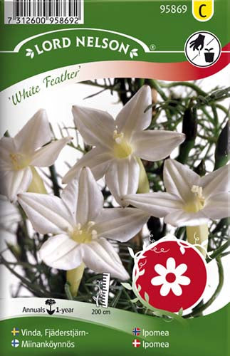 Ipomoea, White Feather
