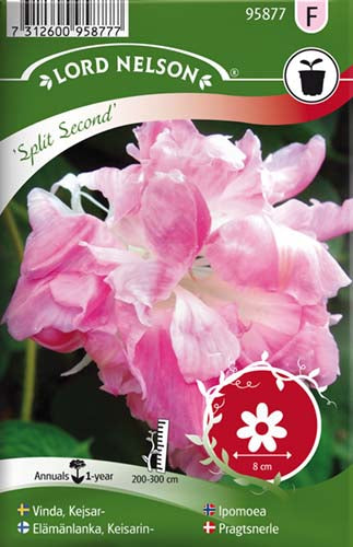 Pragtsnerle, Split Second, rosa, dobbel