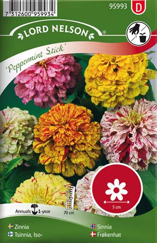 Frøkenhat, Peppermint Stick