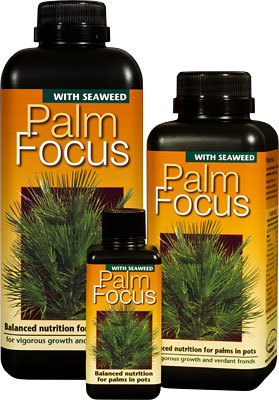 GT Palm Focus 100 ml
