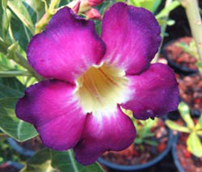 Ørkenrose - Adenium  'Purple Pang'