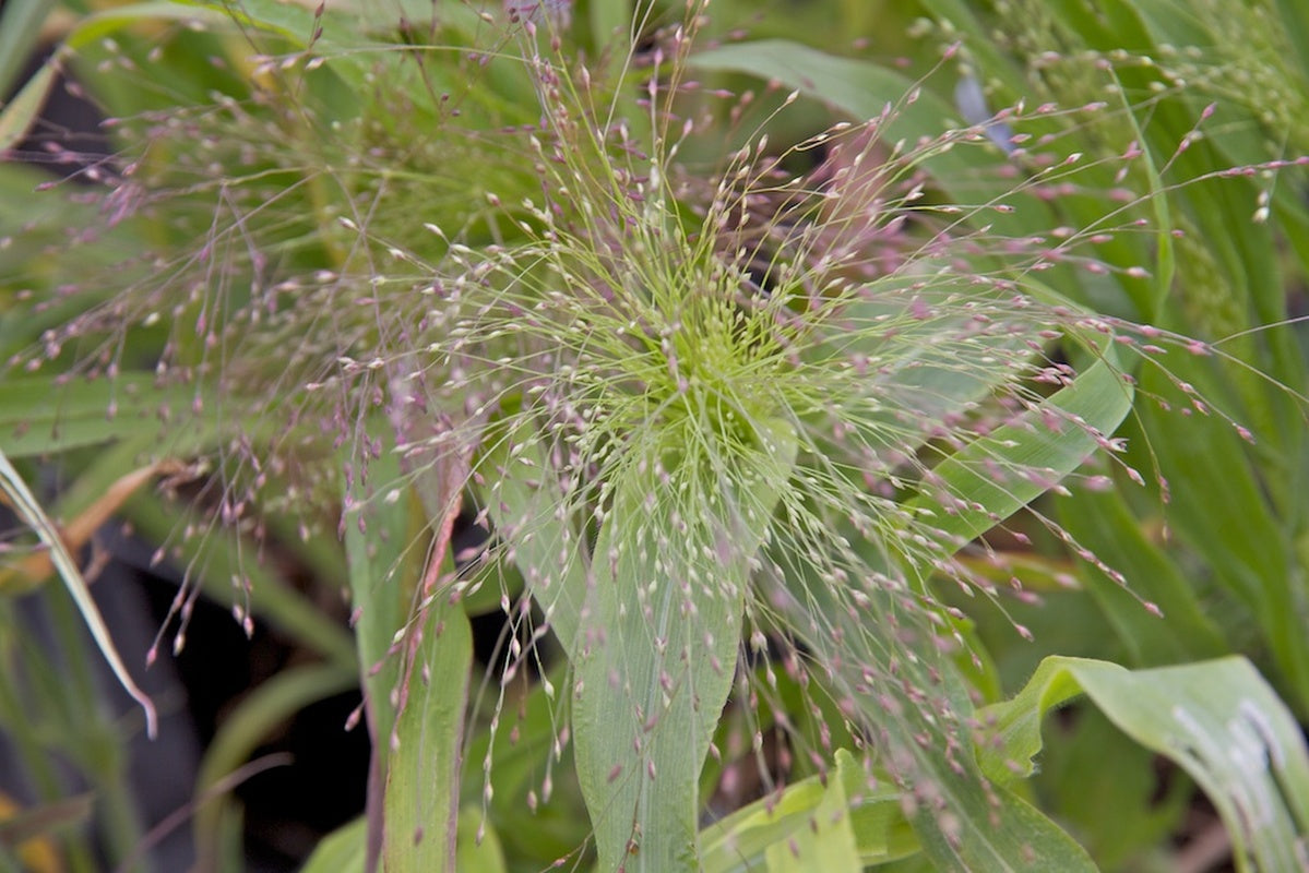 Prydgræs - Frosted Explosion - Panicum elegans