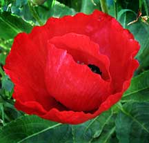 Semi Di Papavero Americano Rosso Mais - Papaver Rhoeas, 5000 Semi OVM Seeds