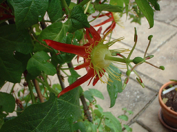 Passiflora Cinnabarina