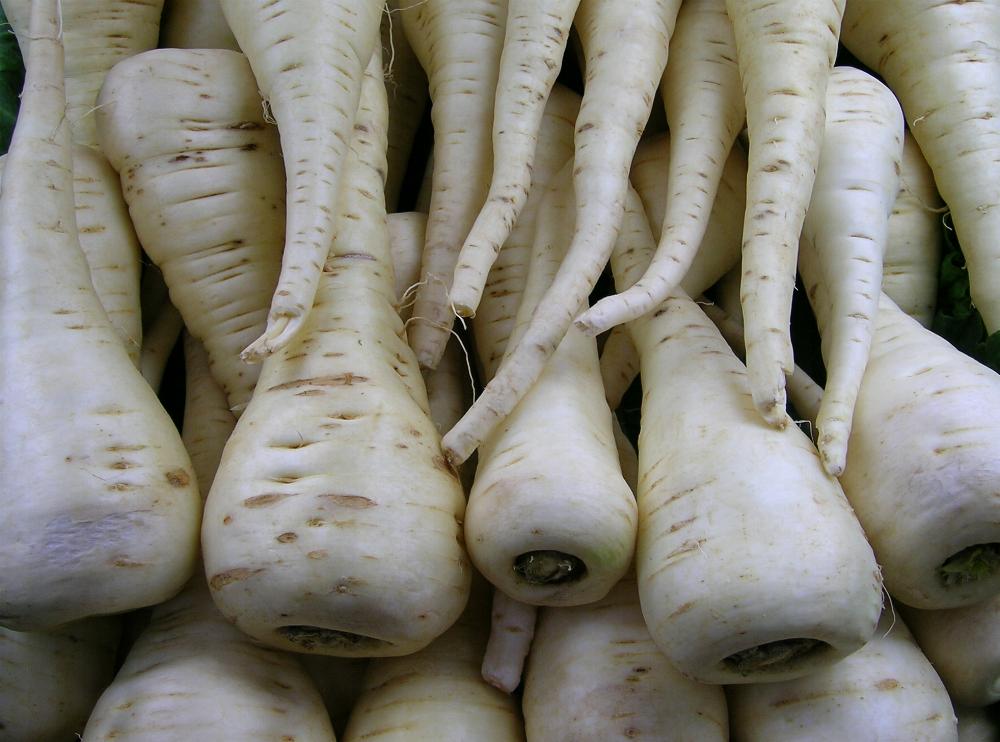 Pastinak, White Gem - Pastinaca sativa