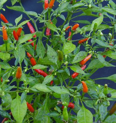 Demon Red - C. annuum