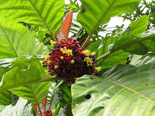 Pentagonia grandiflora