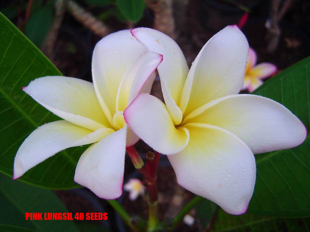 Plumeria - Pink Lungsil