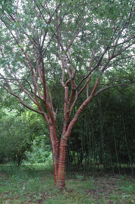 Tibetansk Kirsebær - Prunus serula