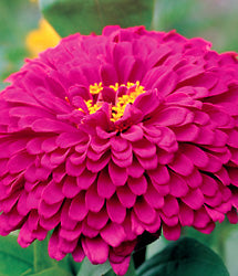 Frøkenhat  - Zinnia Elegans - Purple Prince