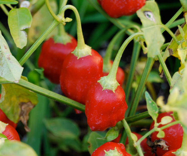 Rainforrest - C. chinense