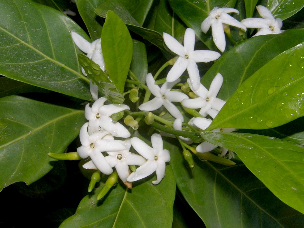 Vild Gardenia - Randia Fitzalani