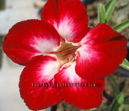 Ørkenrose - Adenium 'Red Diamond