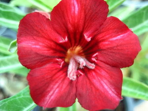 Ørkenrose - Adenium 'Red Dragon'